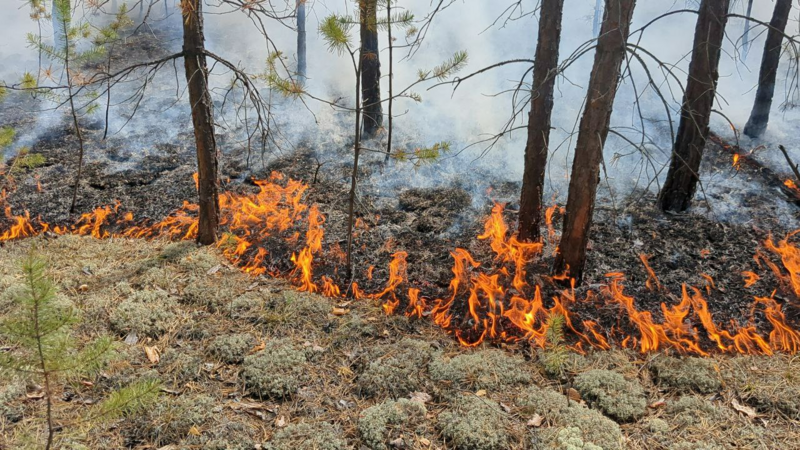 Рекомендации населению при угрозе лесного пожара.